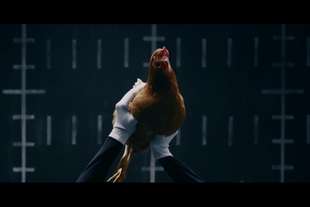 galline spiegare virtu della mercedes