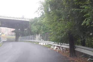 milano un albero sulla corsia della tangenziale