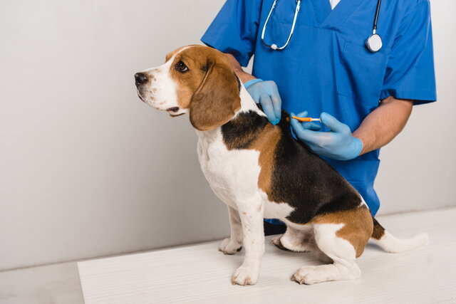 cane shutterstock 1272079591