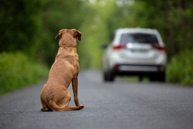 cane shutterstock 1430296433