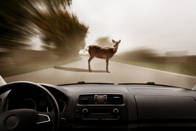 incidente animale shutterstock 1005513187