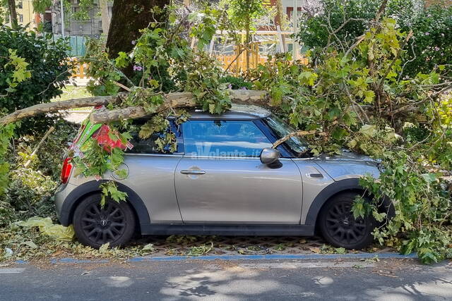 auto alberi 1 1