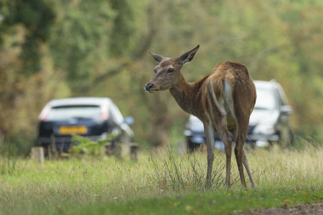 Aumentano gli incidenti gravi fra veicoli e animali