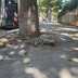 buche citta inchiesta alvolante 2