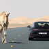 porsche 911 2024 spy ufficiali 1