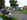 goodwood revival 2026 34